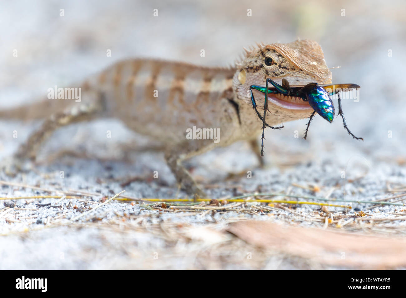 A wild lizard with strong teeth is eating a colorful wasp on the sand. Thailand Stock Photo