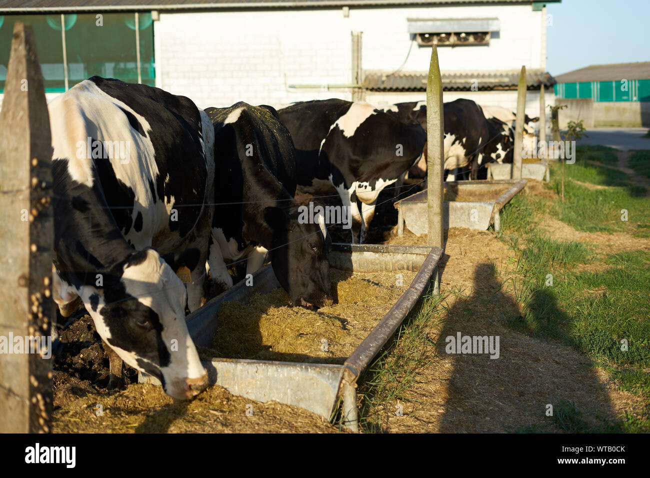 Group of cows eating on a farm in Galicia, Spain Stock Photo