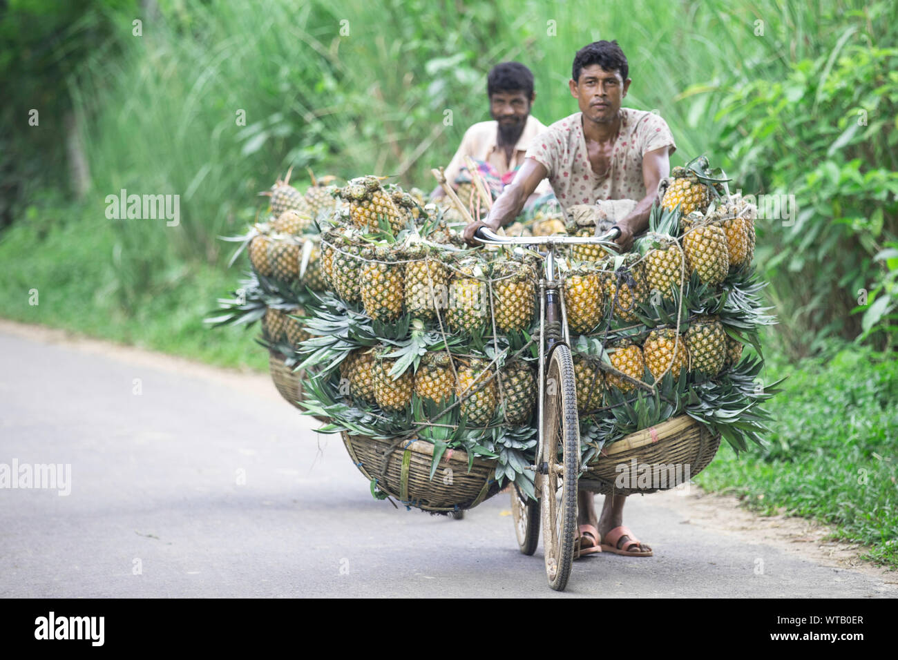 pineapples in modhupur Stock Photo