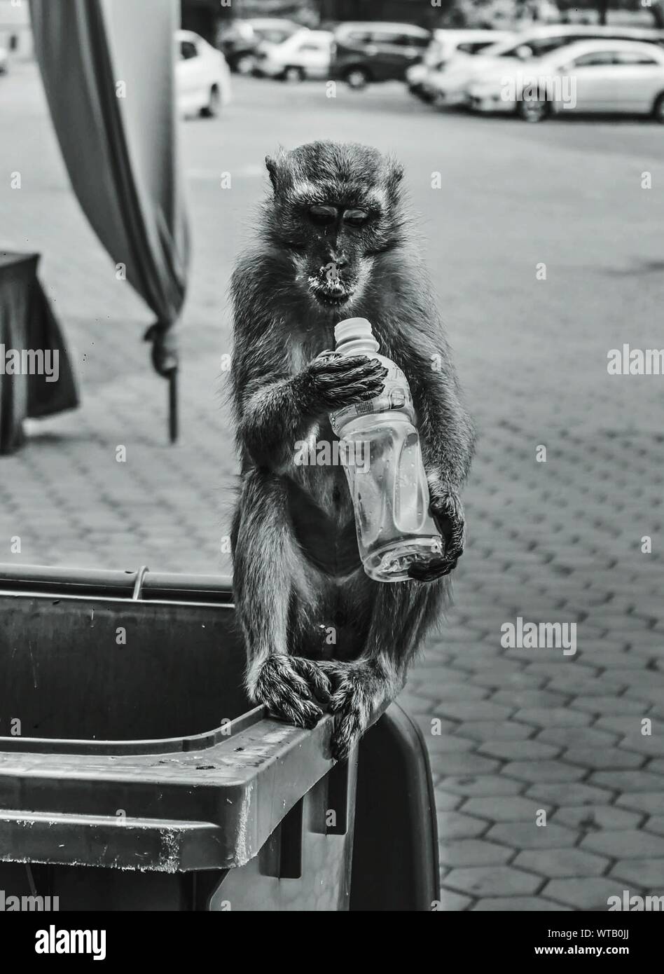 Monkey garbage hires stock photography and images Alamy