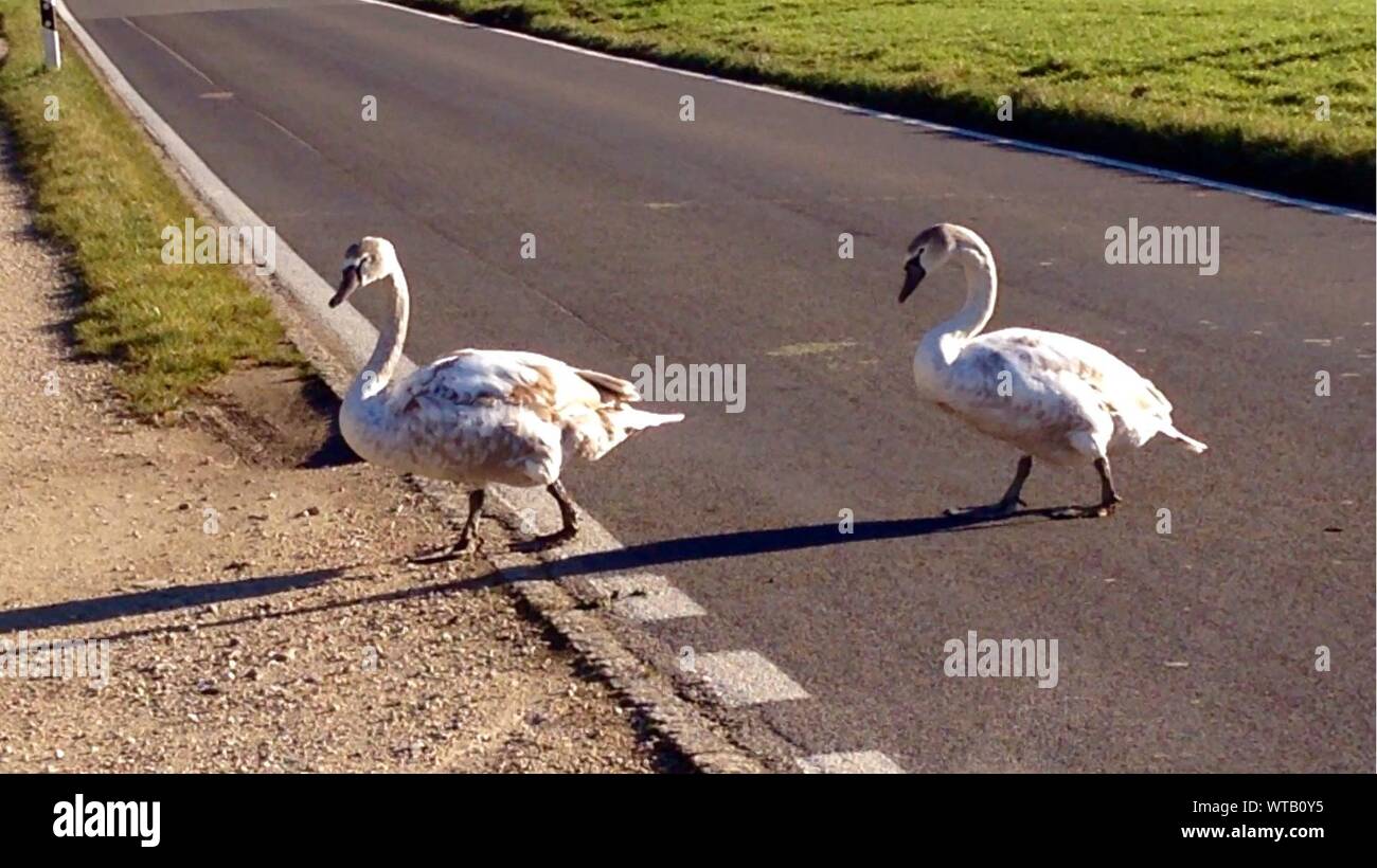 Swan crossing road hires stock photography and images Alamy