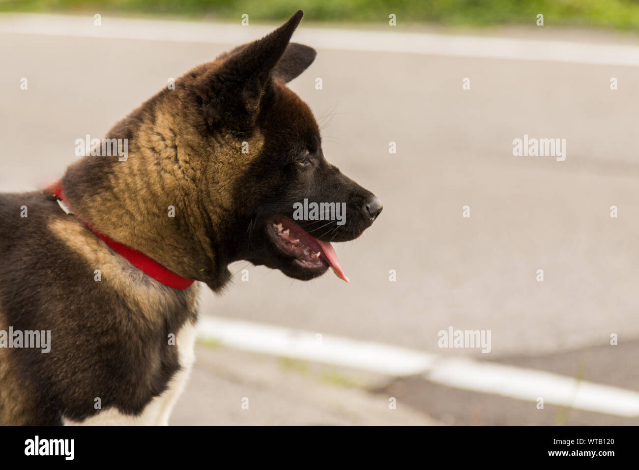Akita american dog, purebred female. young pet Stock Photo Alamy