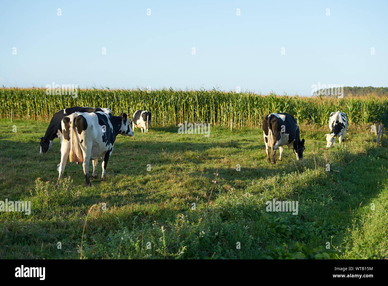 Group of cows eating on a field in Galicia, Spain Stock Photo