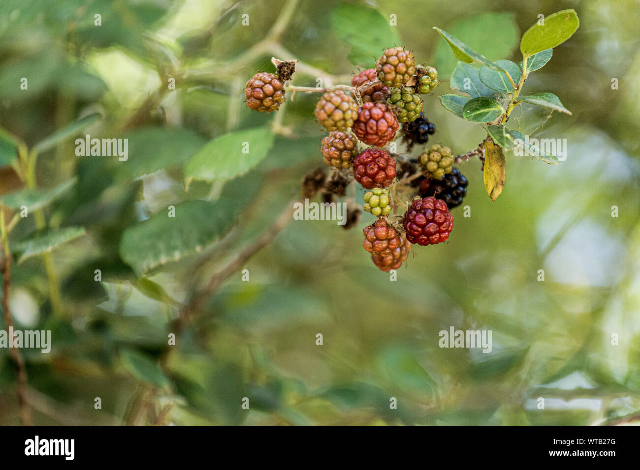 Red wild berries hi-res stock photography and images - Alamy