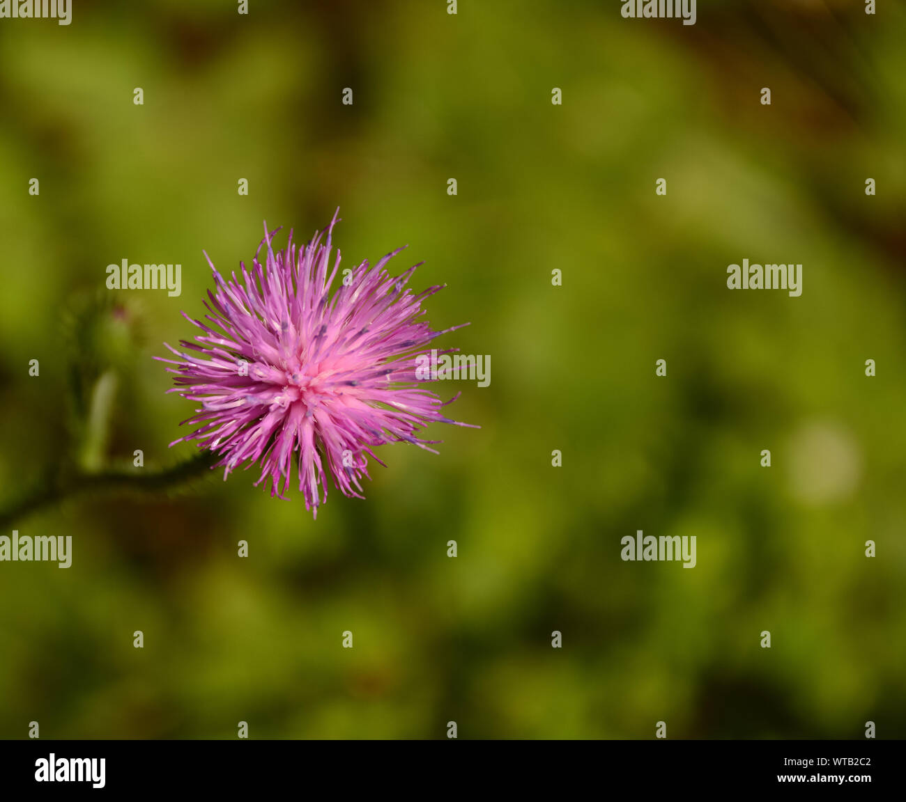 Green nature with pink flower hi-res stock photography and images - Alamy