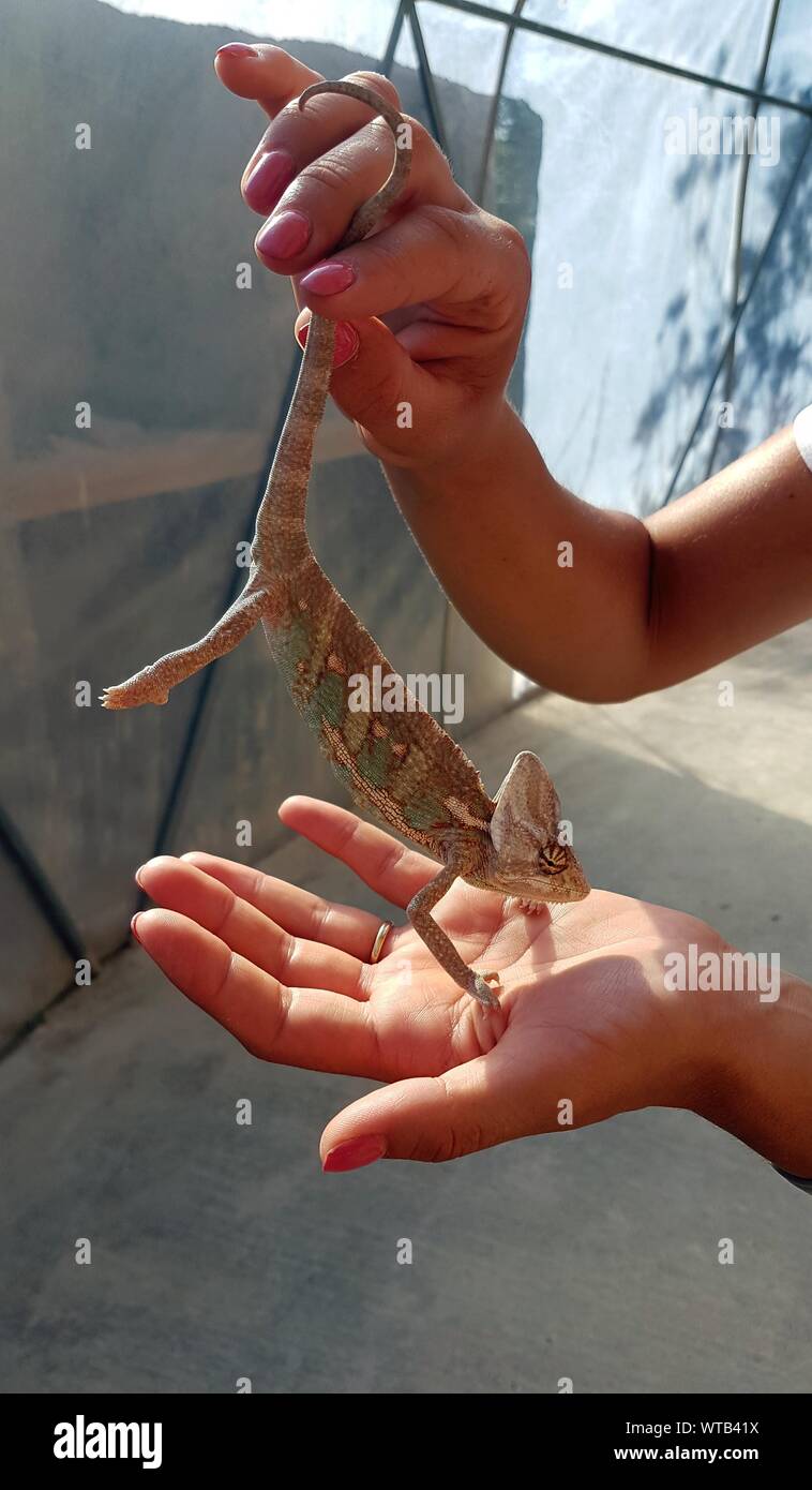 a chameleon in his hands during the hot summer Stock Photo
