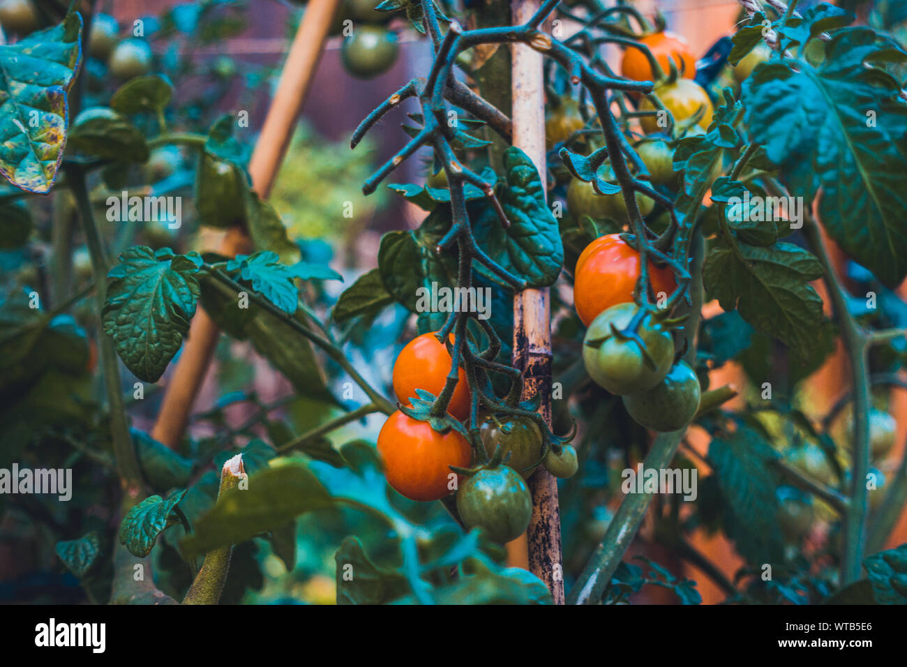 typical tomatoes are growing in the garden Stock Photo - Alamy