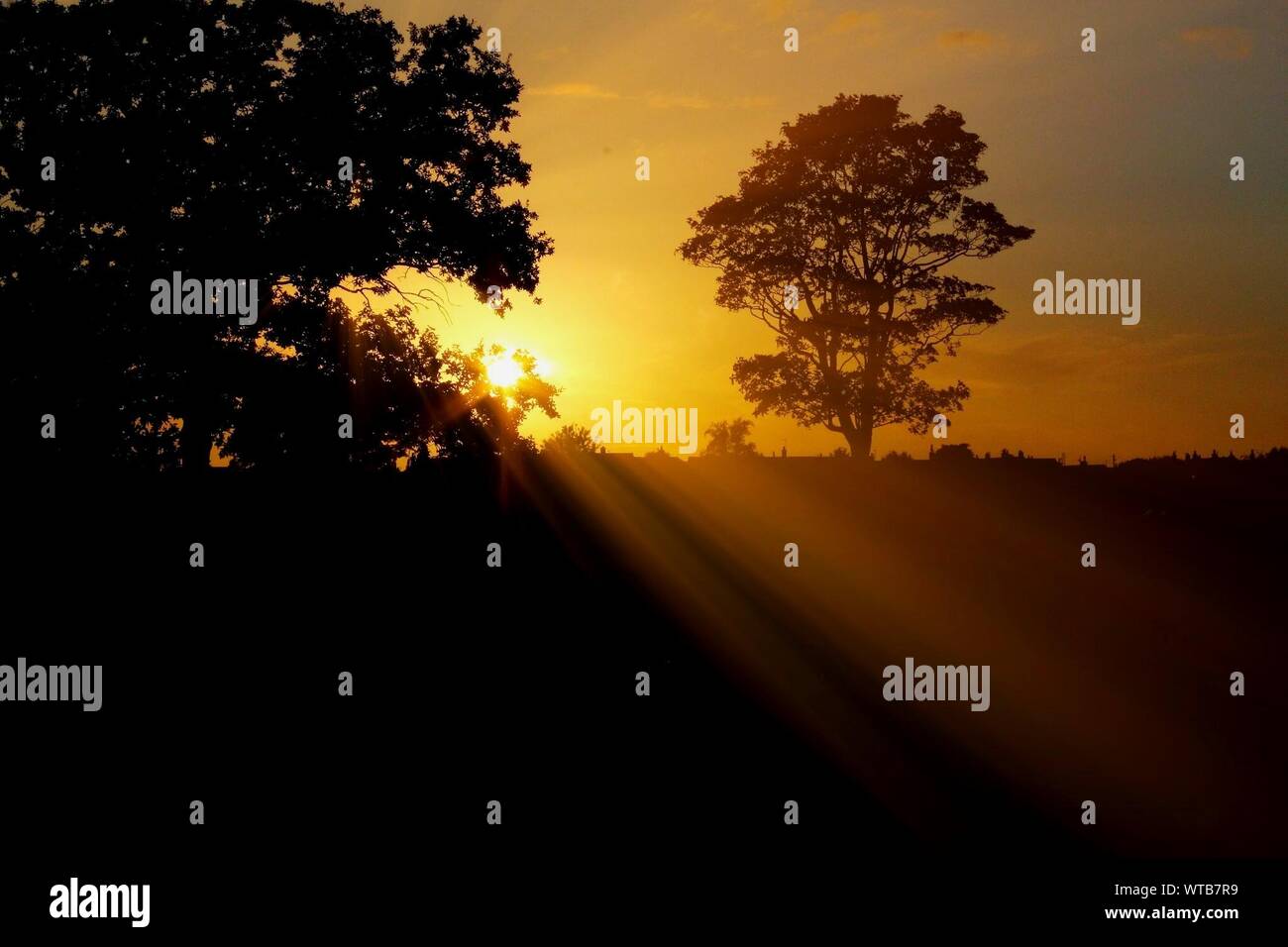 Yellow Sunrise And Tree Silhouettes Stock Photo