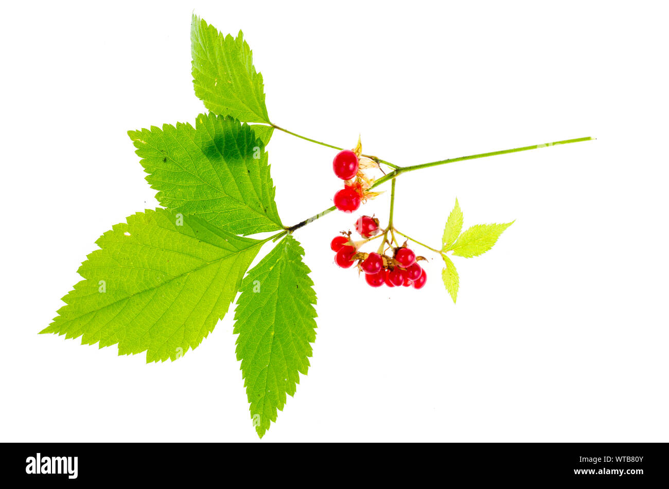 Rubus saxatilis branch with leaves and red berries. Studio Photo Stock Photo