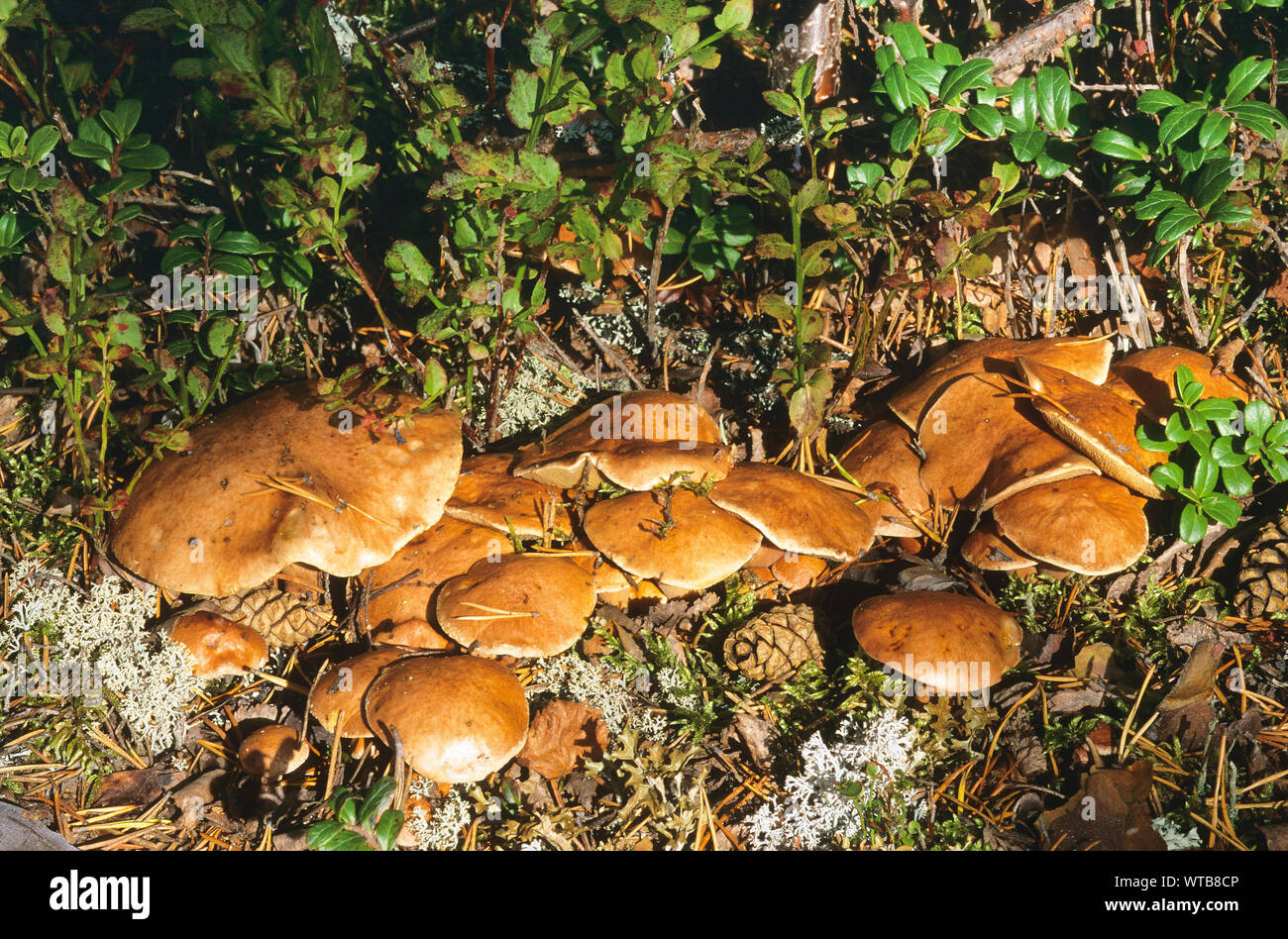 Kuh-Röhrling, Kuhröhrling, Kuhpilz, Suillus bovinus, Jersey cow mushroom,  bolet des bouviers Stock Photo - Alamy