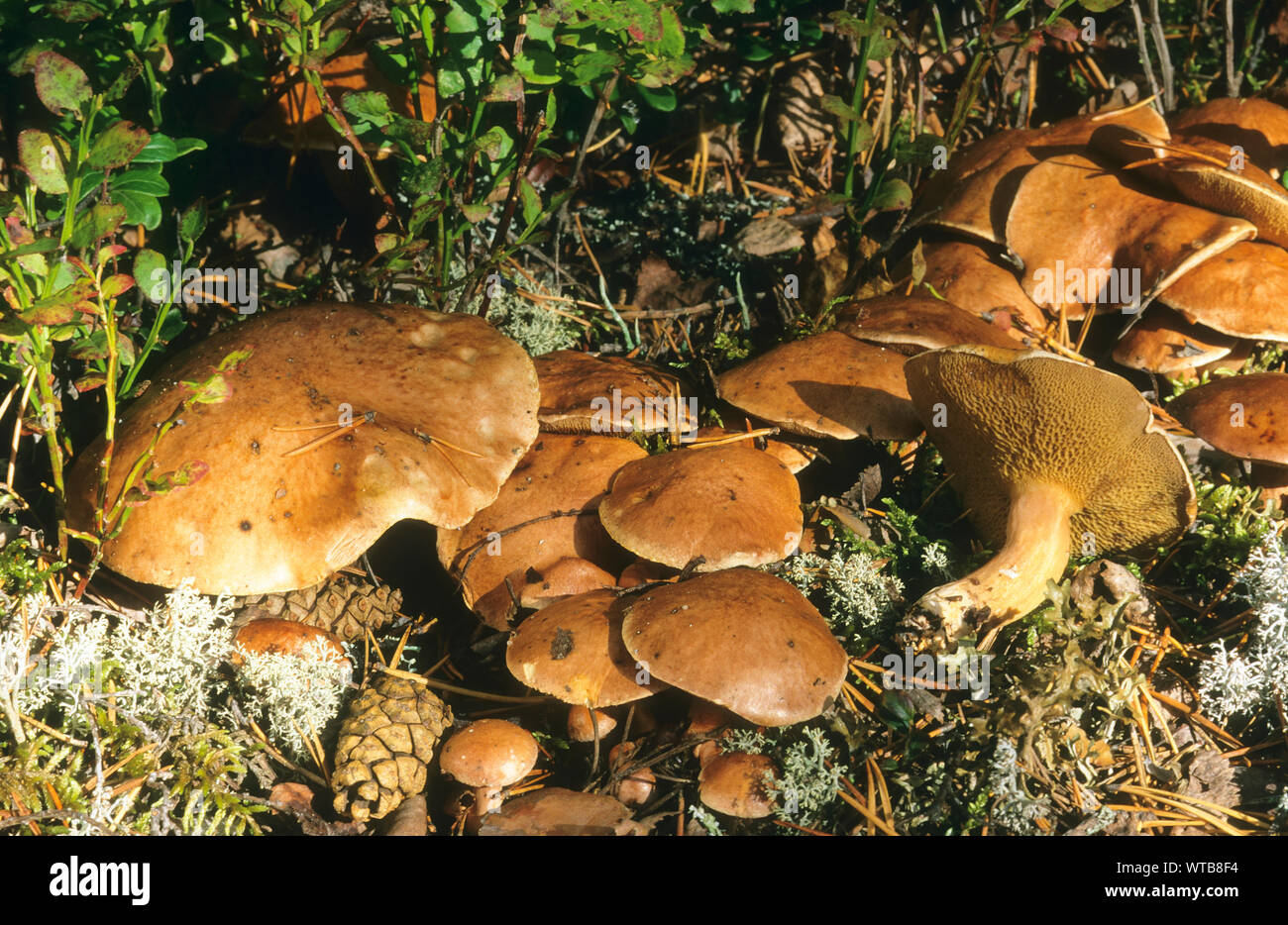 Kuh-Röhrling, Kuhröhrling, Kuhpilz, Suillus bovinus, Jersey cow mushroom, bolet des bouviers Stock Photo