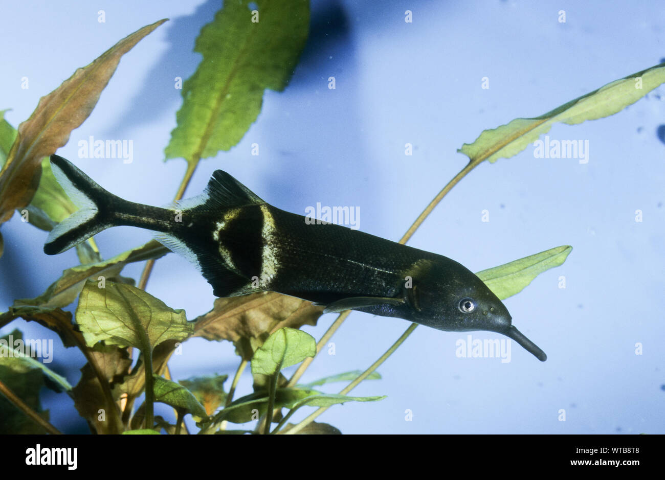Elefantenrüsselfisch, Elefantenrüssel-Fisch, Elefanten-Rüsselfisch, Gnathonemus petersii, Gnathonemus brevicaudatus, Mormyrus petersii, Peters' elepha Stock Photo