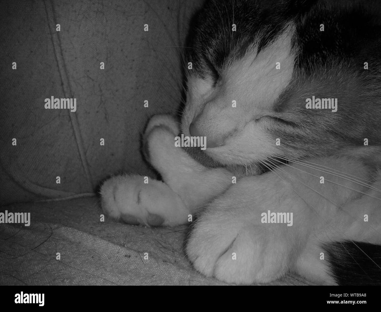 Cat licking leg Black and White Stock Photos & Images Alamy