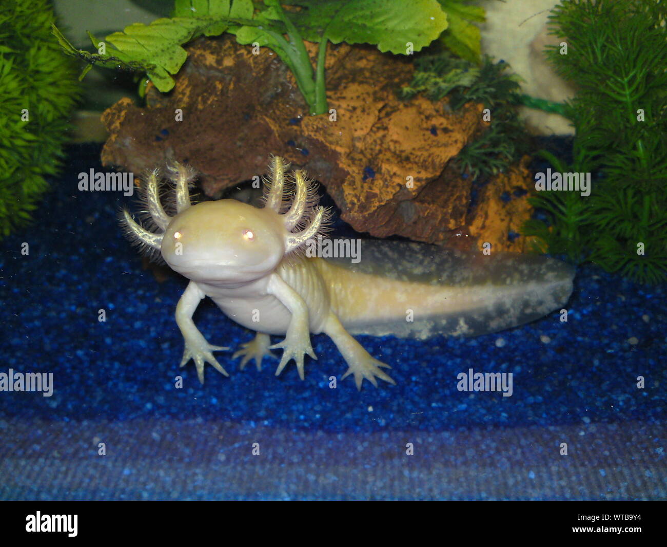 Axolotl Aquarium High Resolution Stock Photography And Images Alamy Axolotl Aquarium High Resolution Stock Photography And Images Alamy