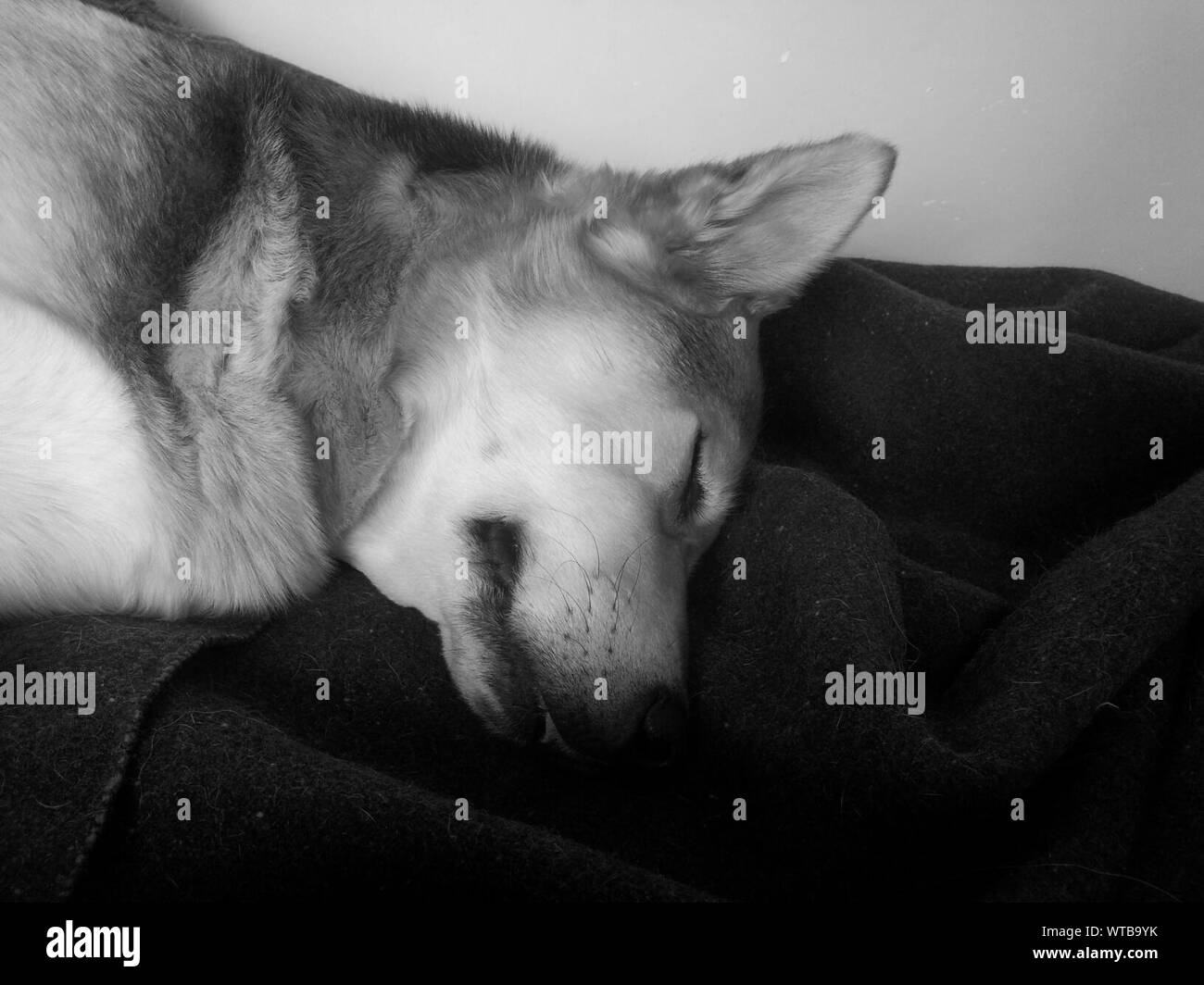 Portrait Of Sleeping Dog Stock Photo Alamy