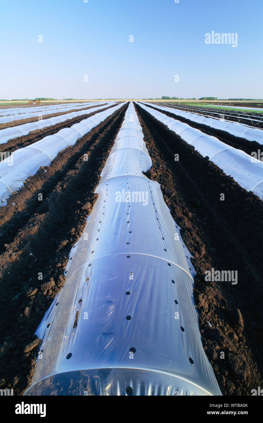 Rows of Covered Vegetables in an Organic Farm Stock Photo