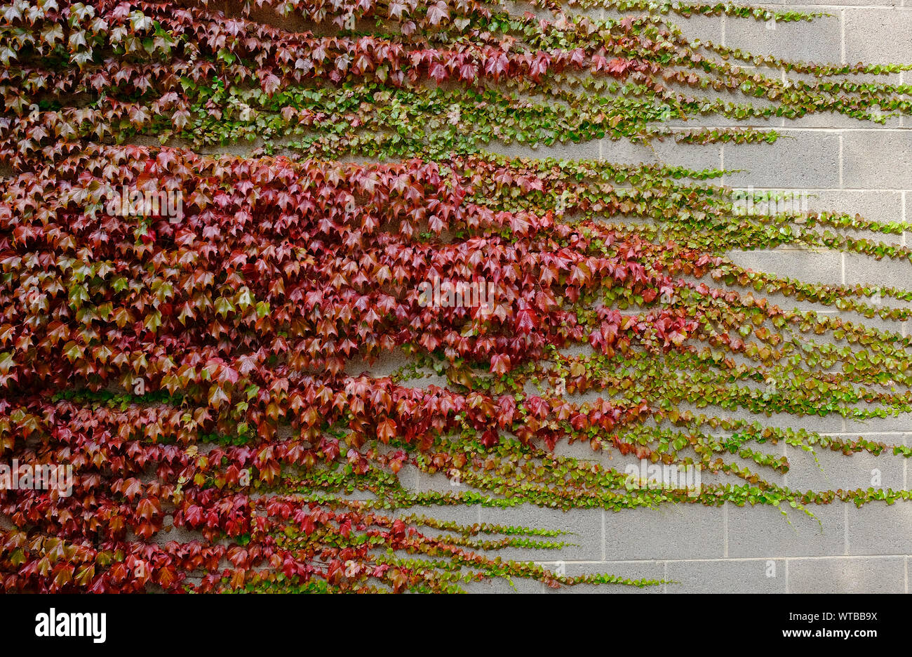 Creeper plant on concrete wall hires stock photography and images Alamy