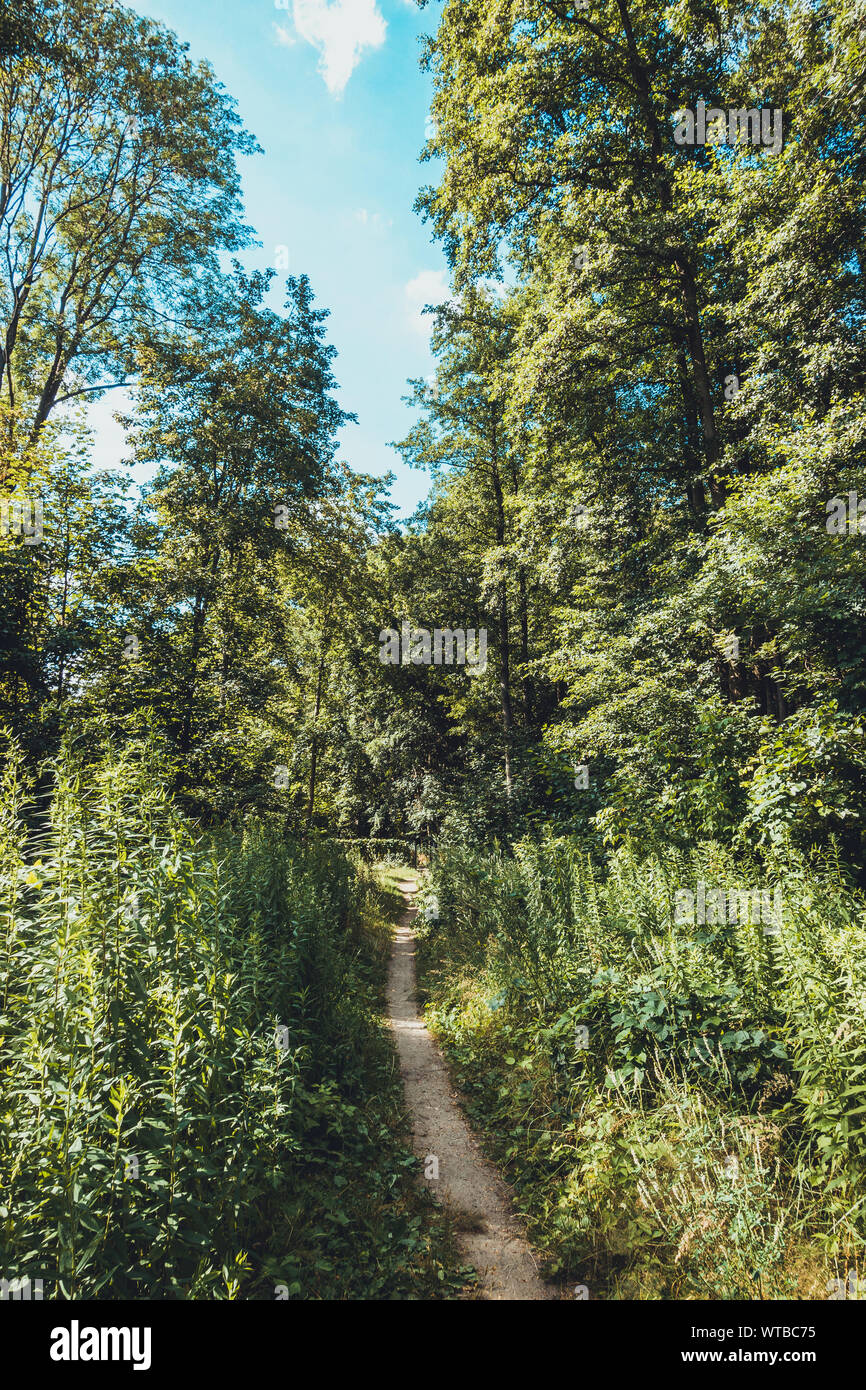 berlin-area-pine-tree-forest-hi-res-stock-photography-and-images-alamy