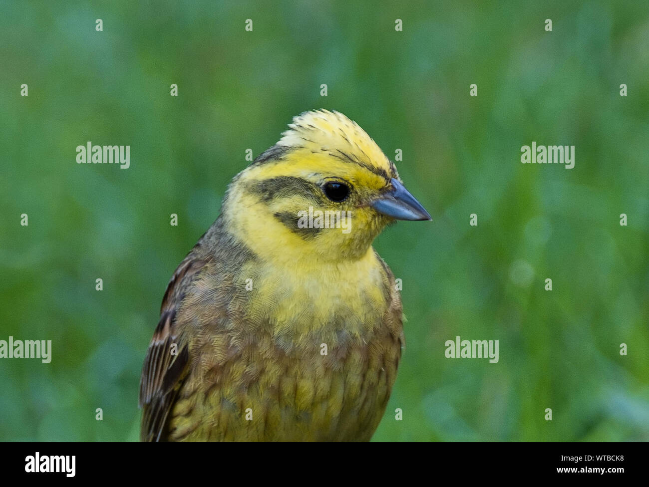 Yellow Hammer Bird High Resolution Stock Photography and Images Alamy