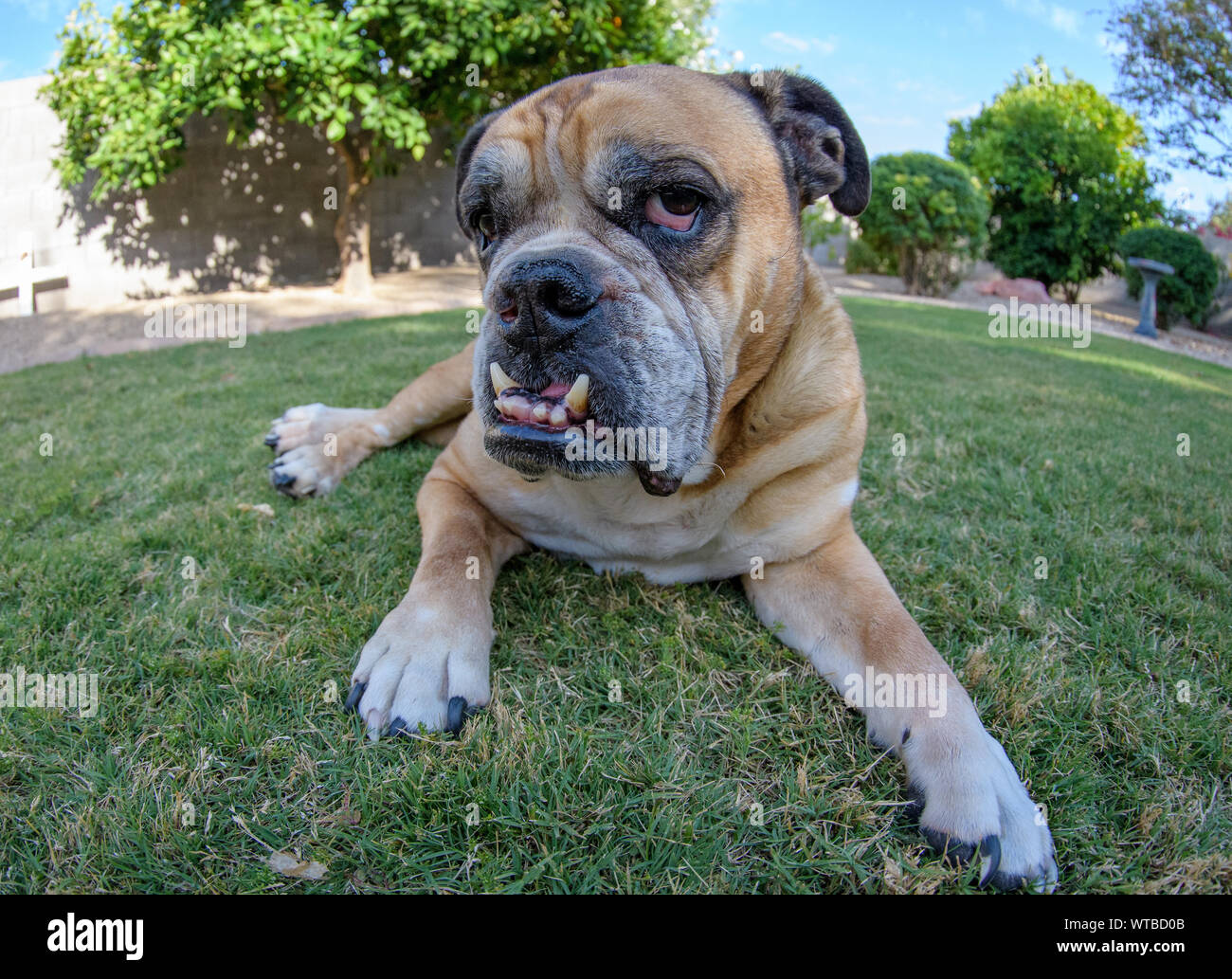Up close with a bulldog on the grass with a fish eye lens Stock Photo