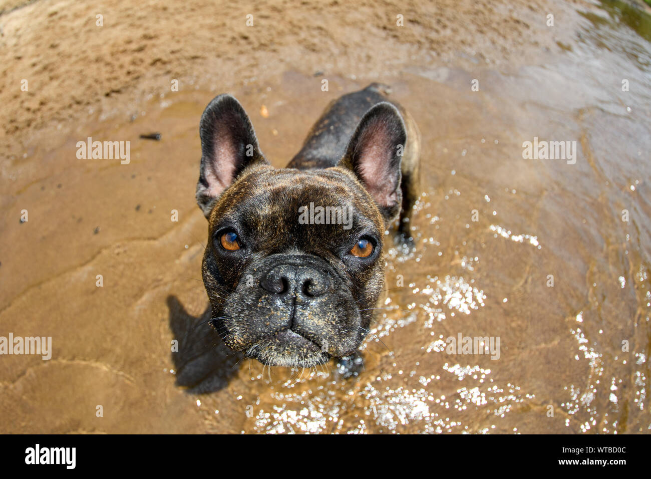 Brindle Frenchie looking up a the camera at the beach Stock Photo - Alamy