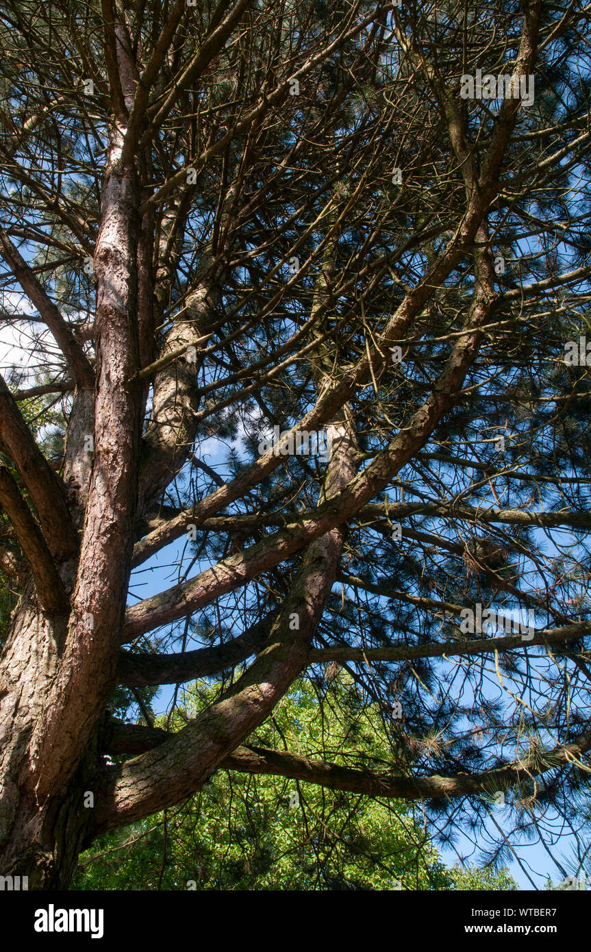 Thick branches old large hi-res stock photography and images - Alamy