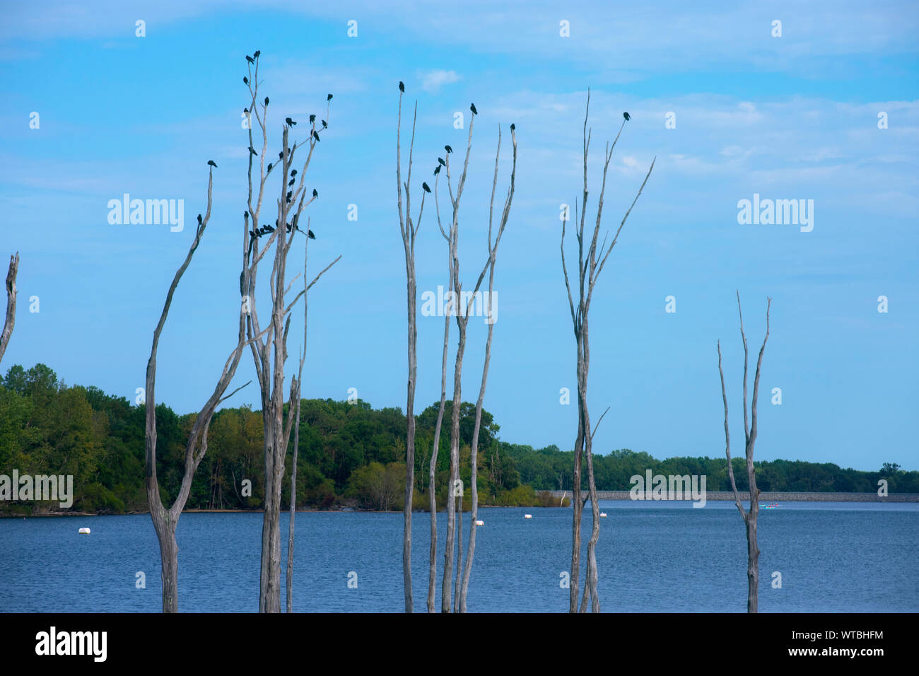 Manasquan Reservoir in Howell, New Jersey, appears like a scene from an alien world -05 Stock Photo