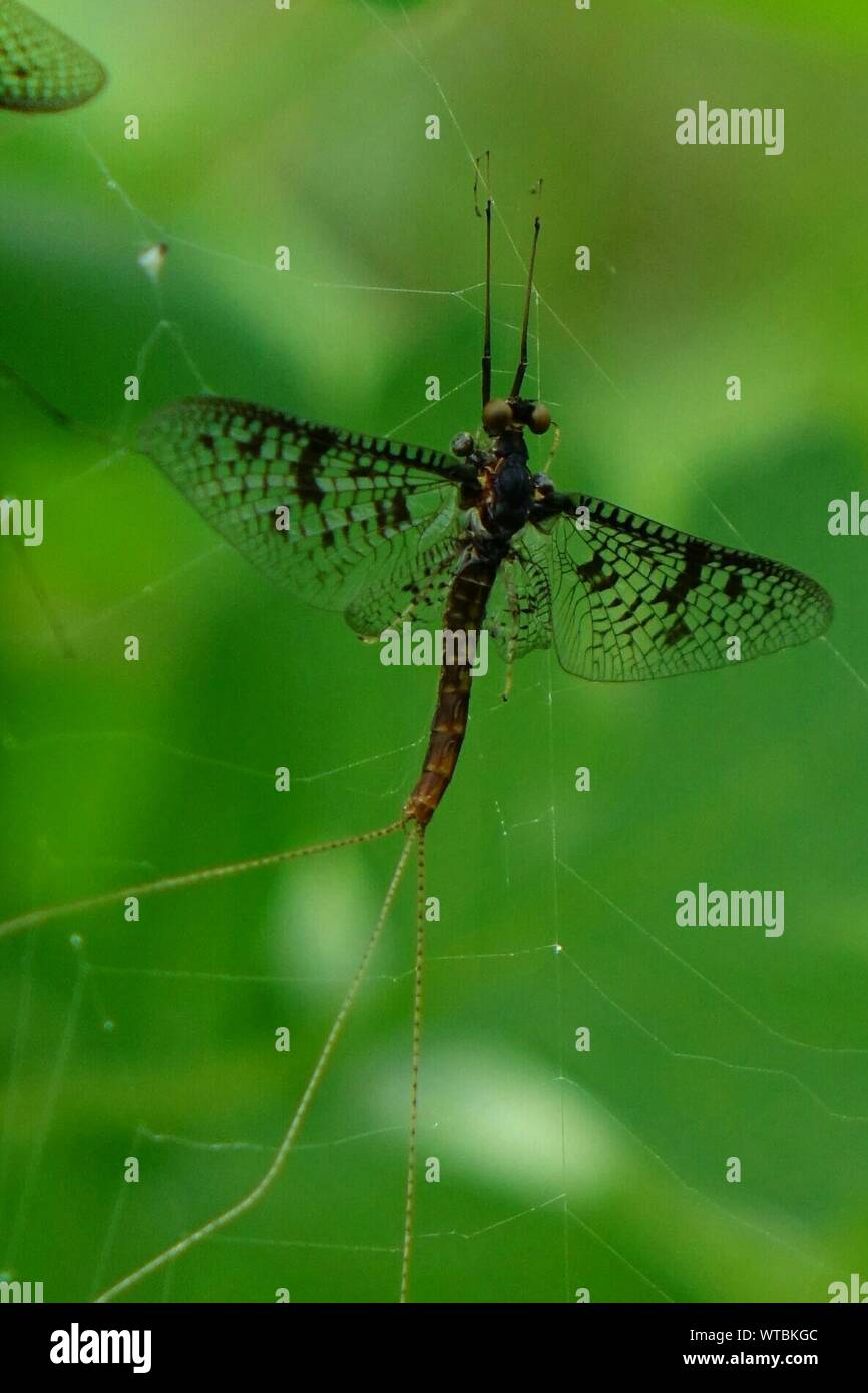 Dragonfly trapped in spider web hires stock photography and images Alamy