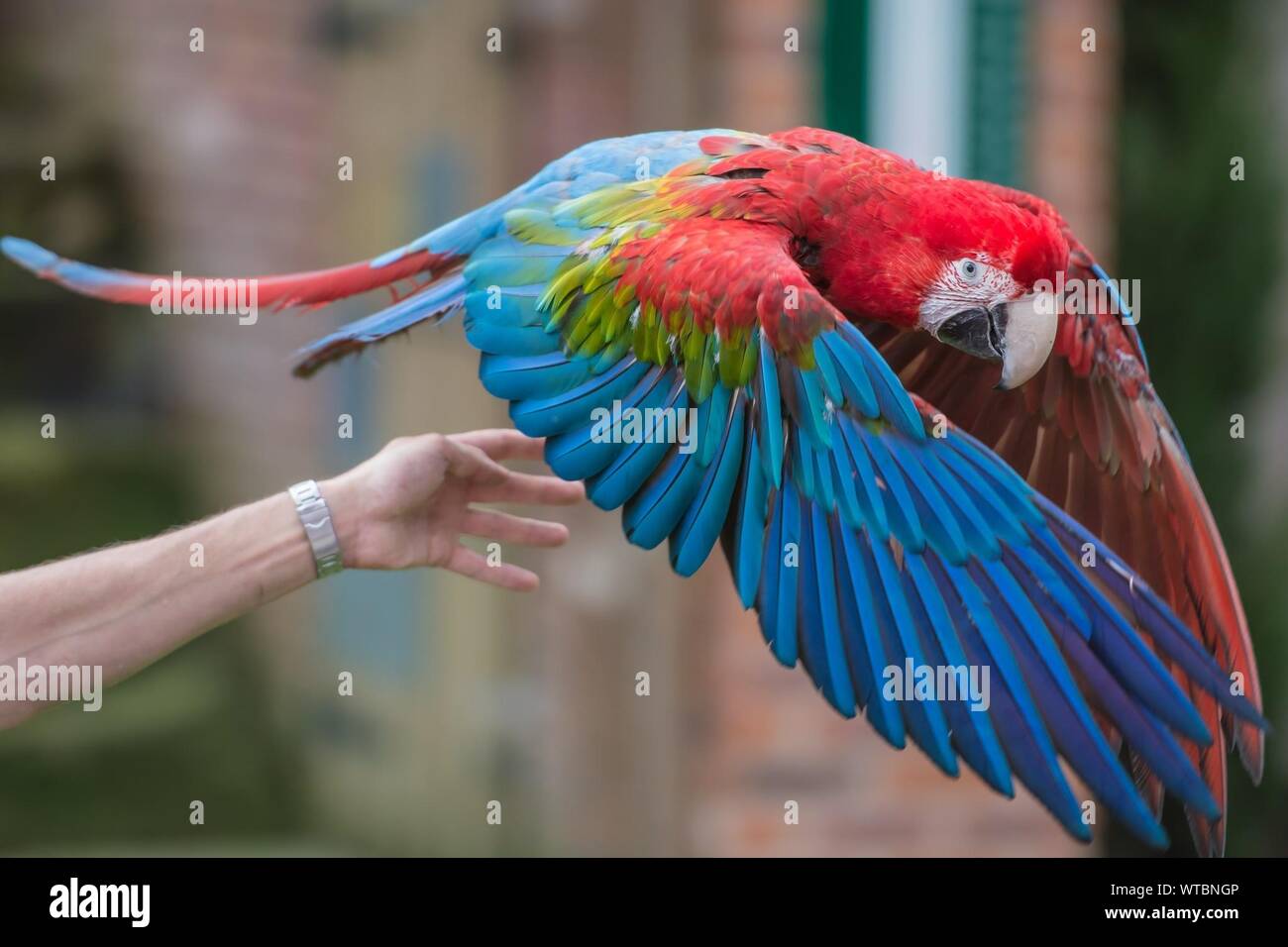 Hand hold animal hi-res stock photography and images - Alamy