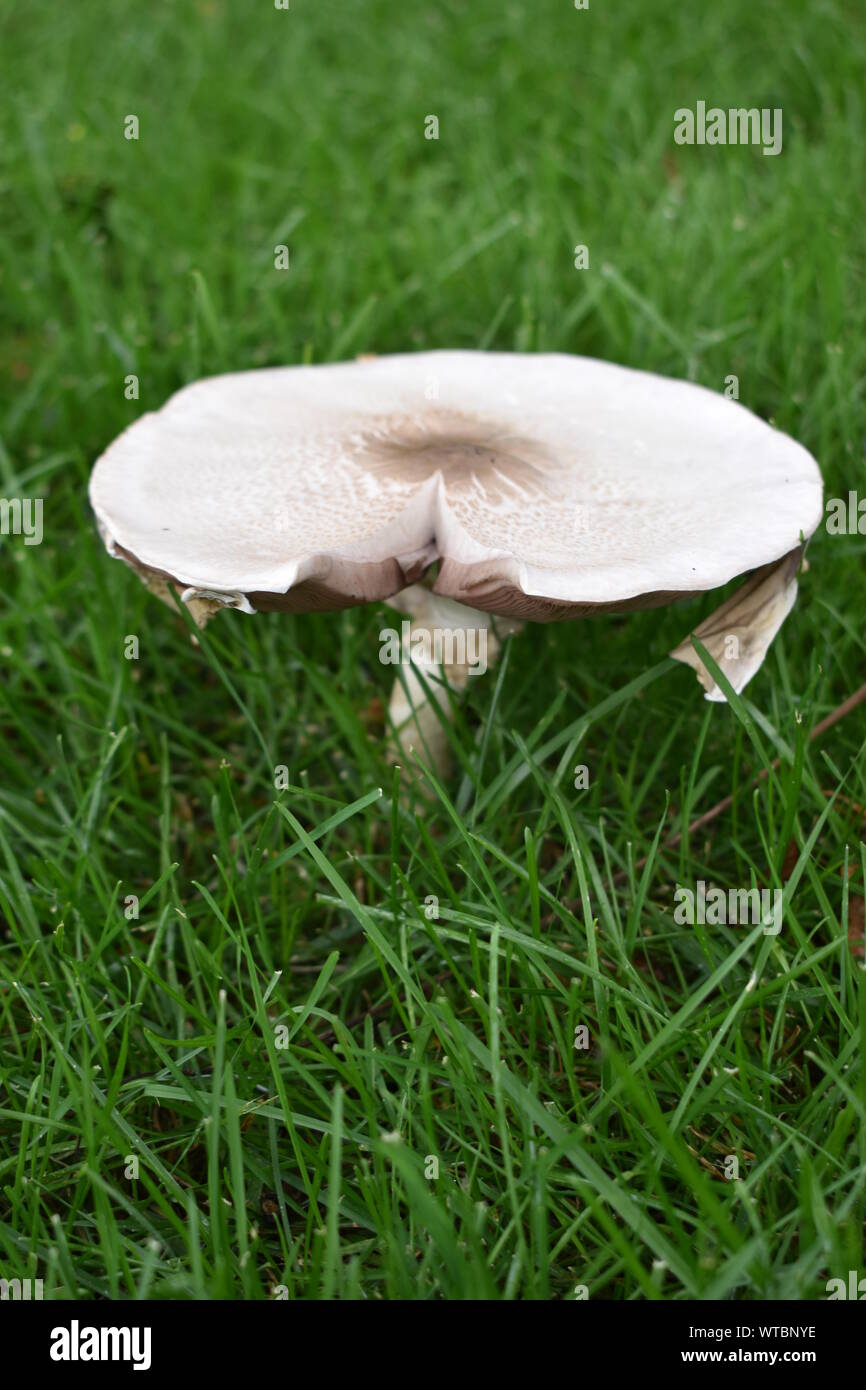 Garden fungi hires stock photography and images Alamy