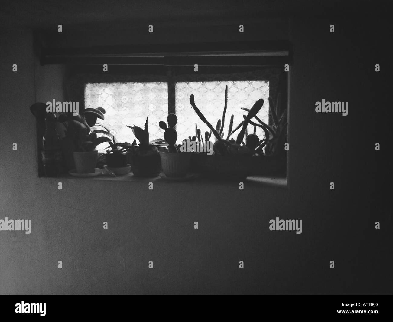House Plants Window Sill Black And White Stock Photos Images Alamy house-plants-window-sill-black-and-white-stock-photos-images-alamy
