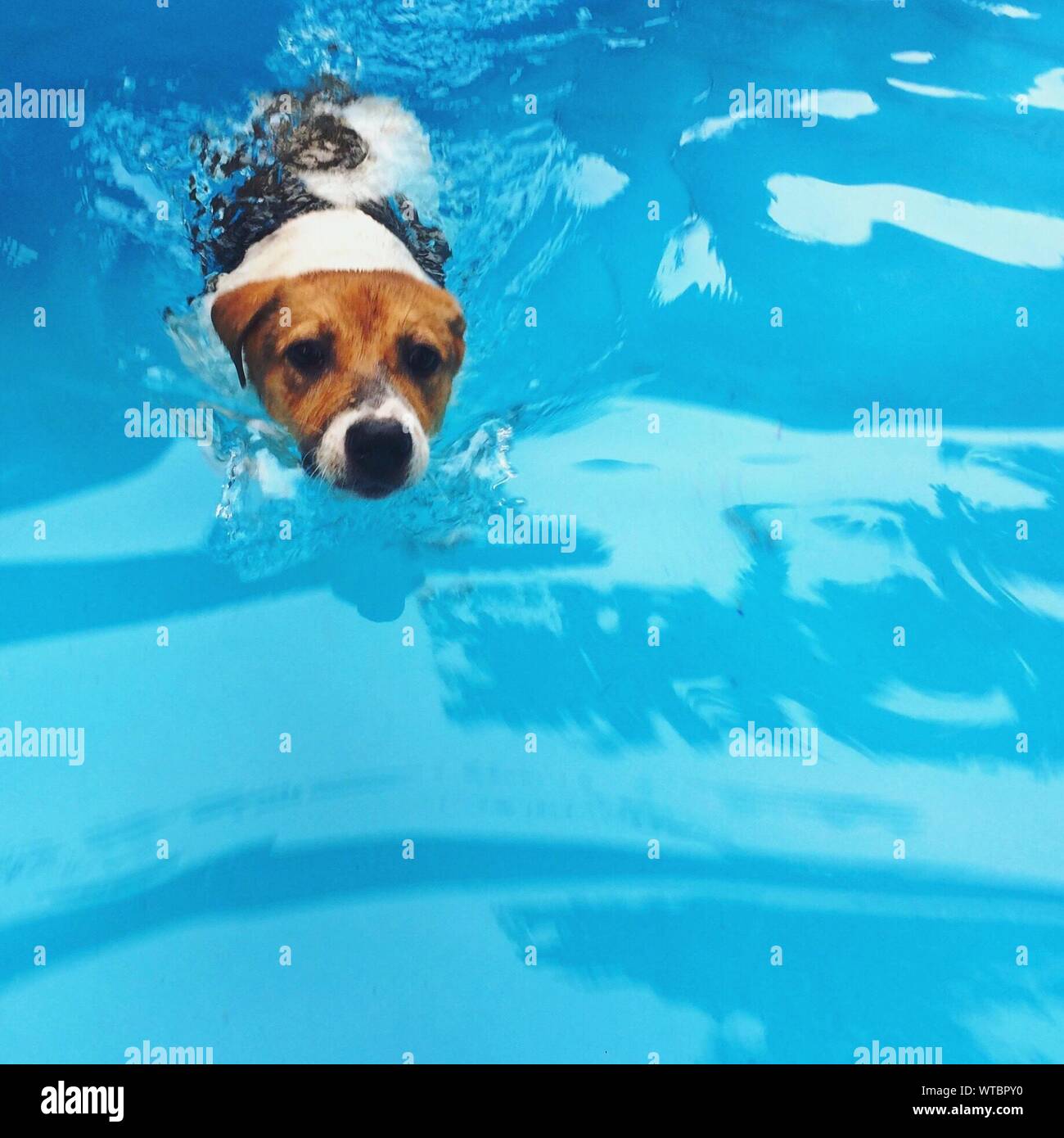 Dog Swimming In Water Stock Photo Alamy
