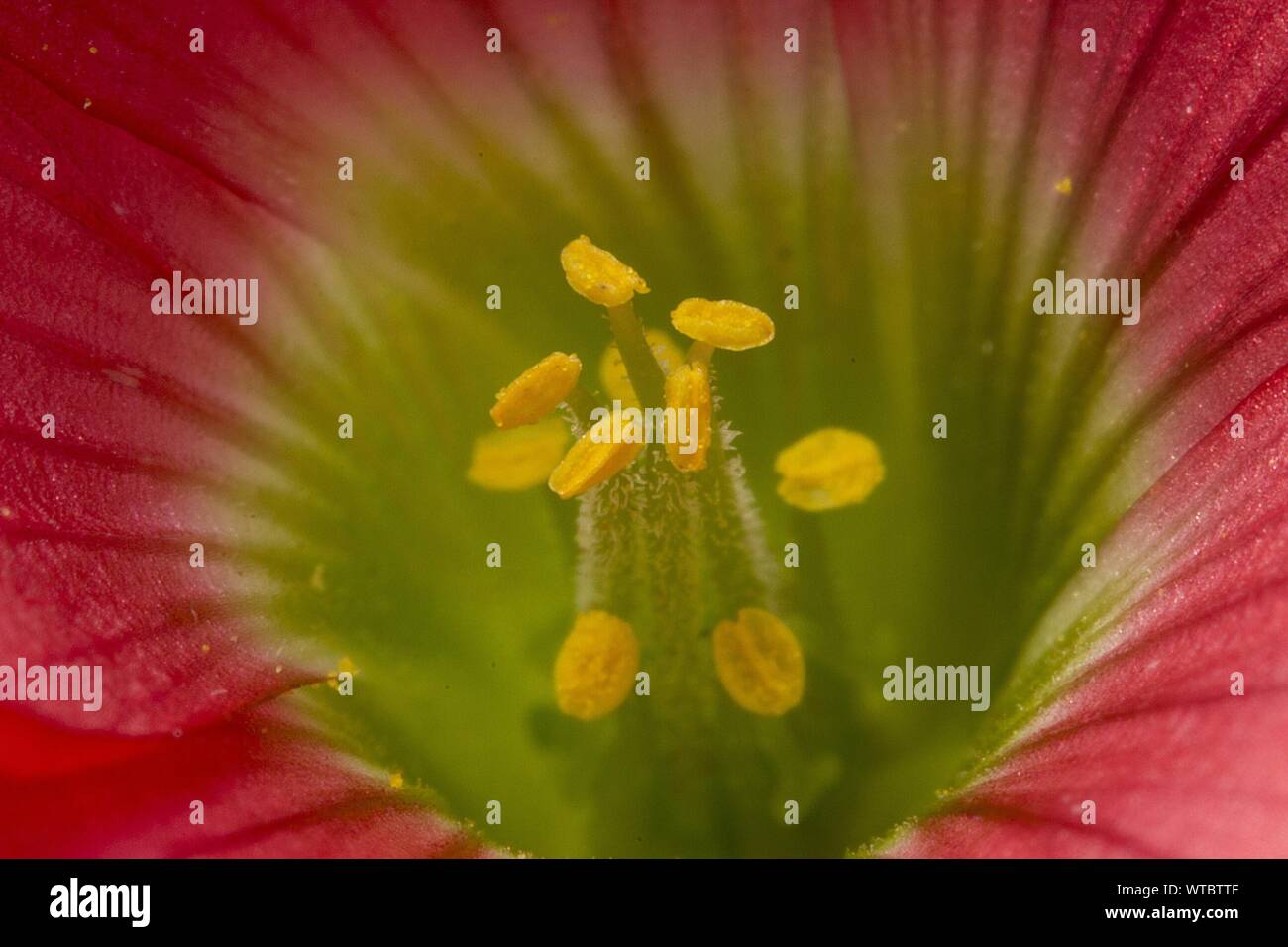 Close-up Of Pink Flower With Yellow Stamens Stock Photo