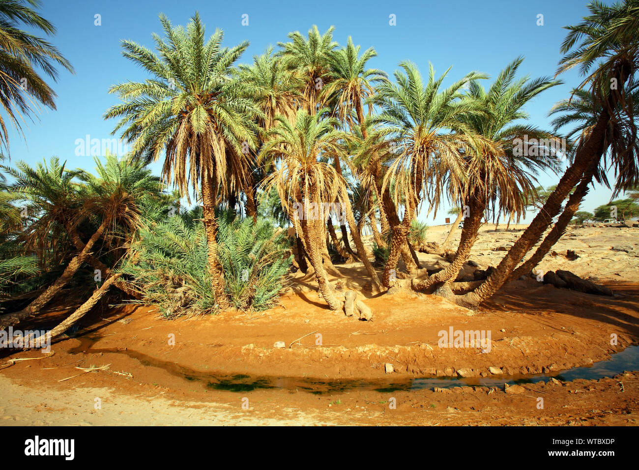 Trees growing in desert hires stock photography and images Alamy
