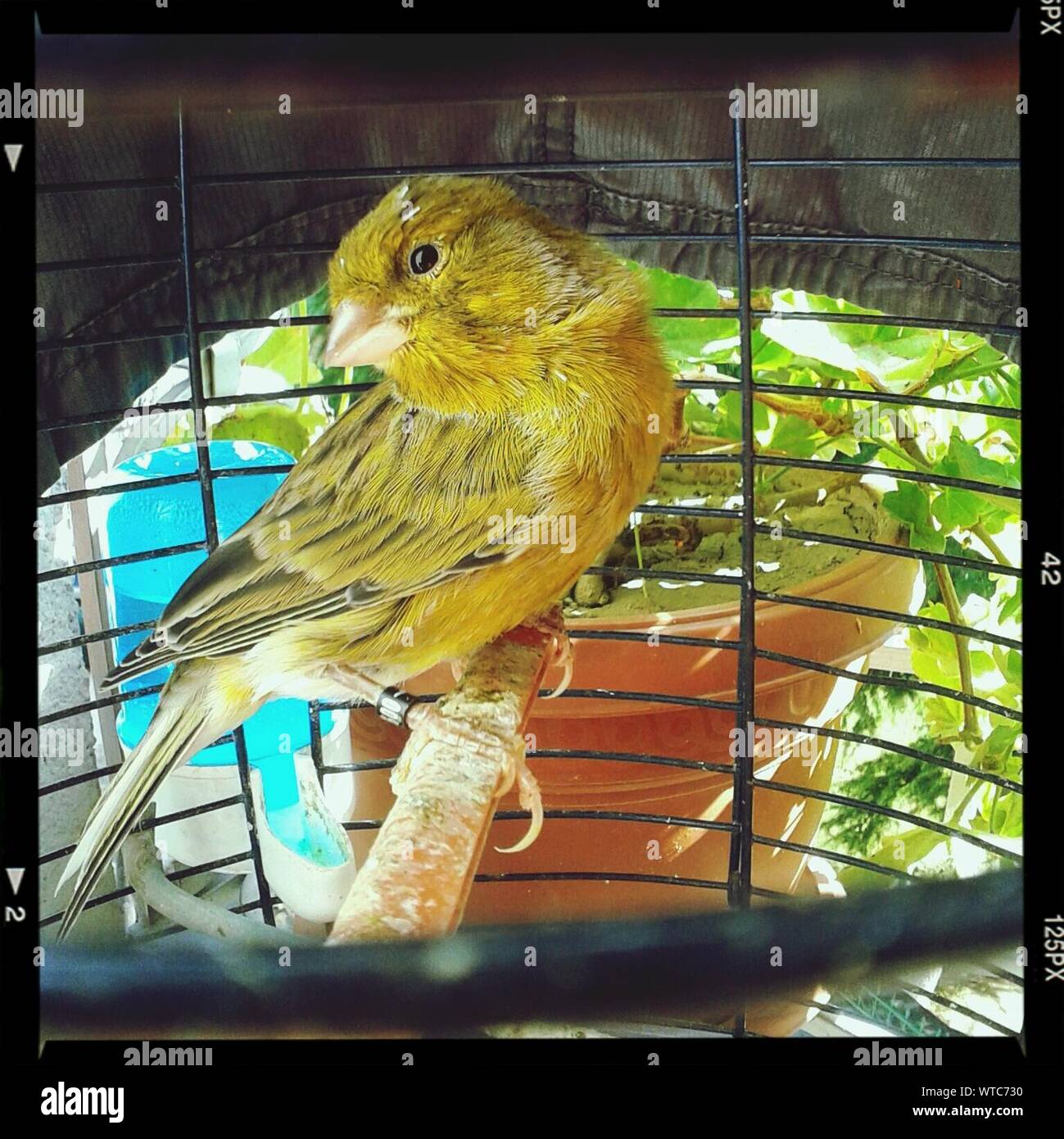 Canary bird cage yellow hi-res stock photography and images - Alamy