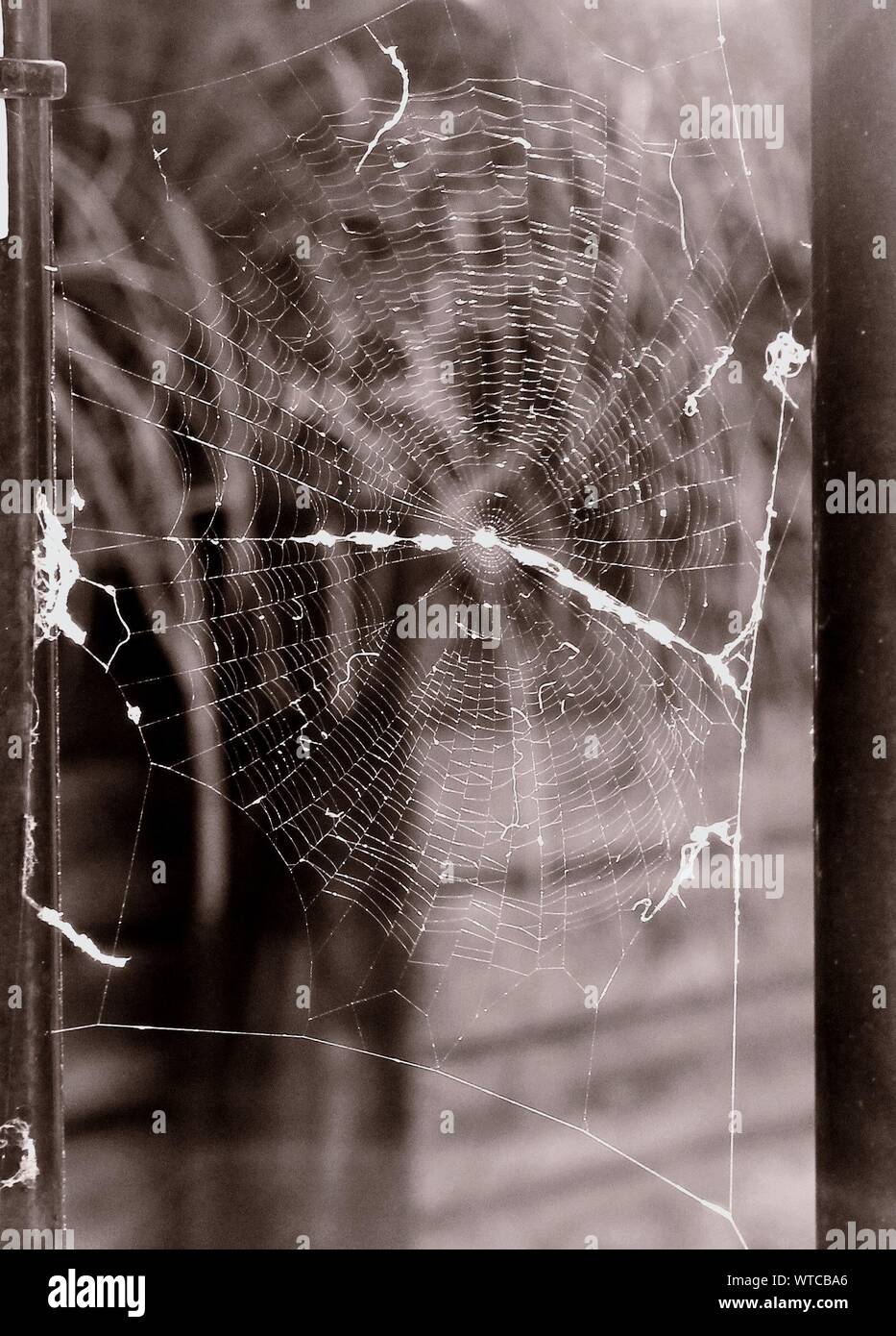 Spider Web On Window Stock Photo - Alamy