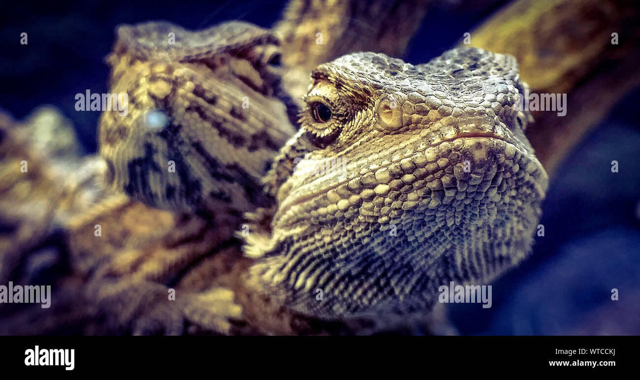 Extreme Close Up Of A Reptile Stock Photo