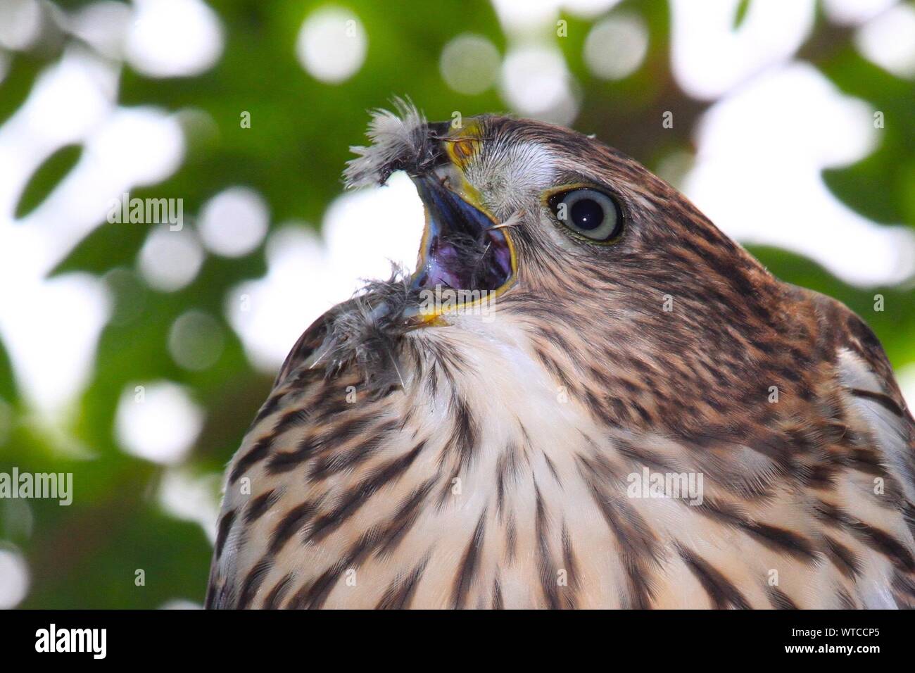 Cooper hawk hires stock photography and images Alamy