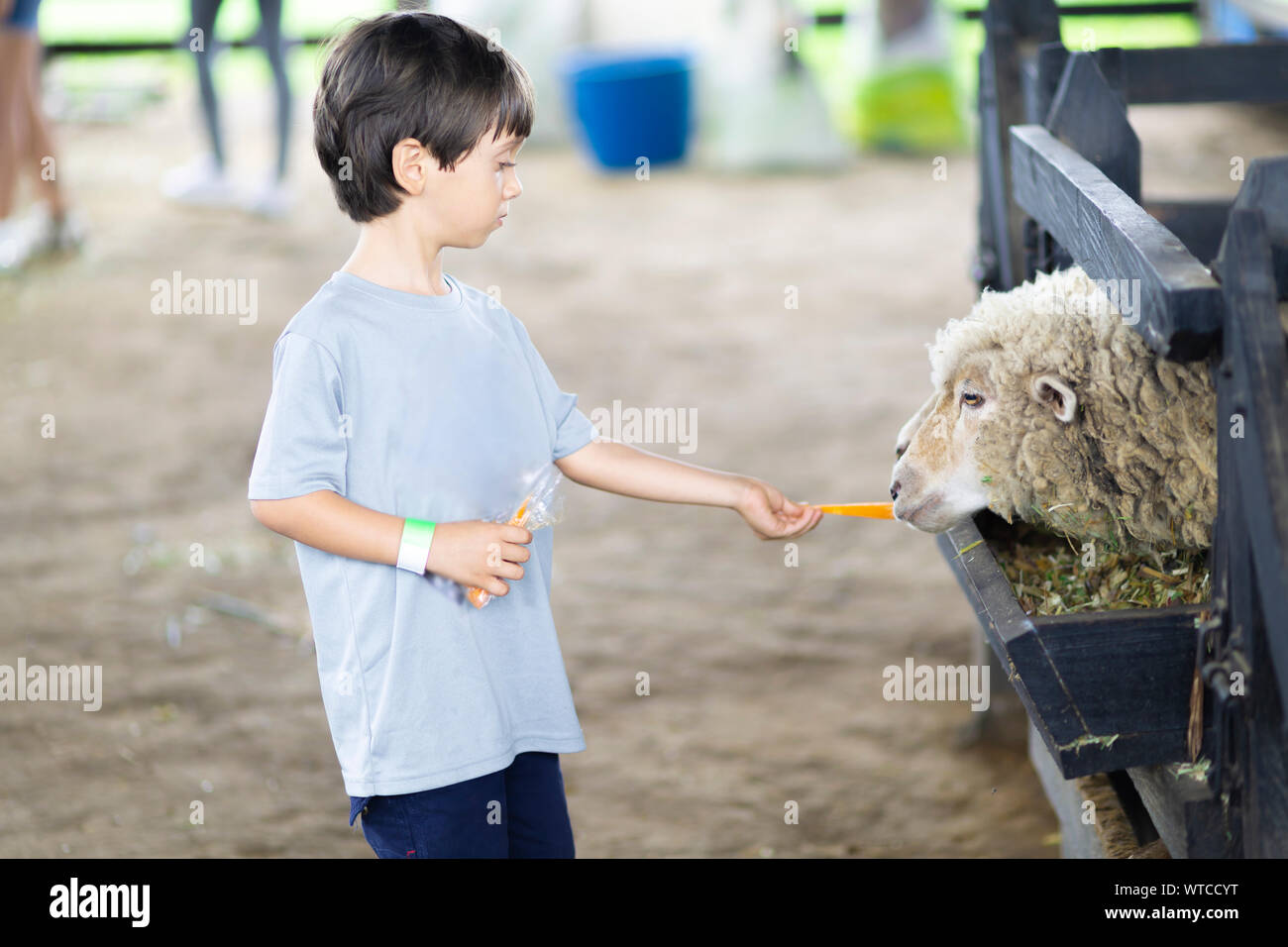 Happy Boy Playing with Sheep in the Farm Stock Photo - Alamy
