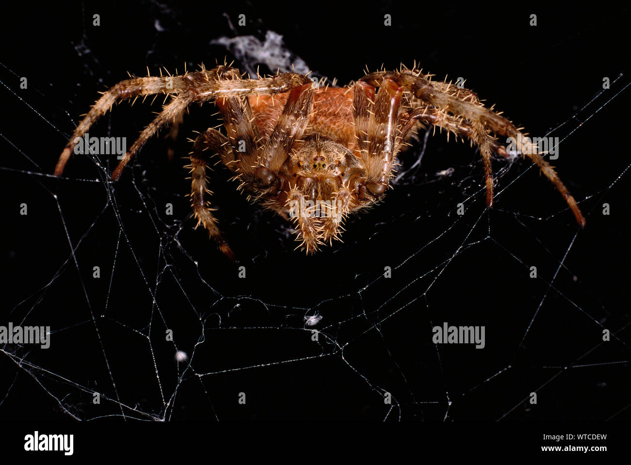 Close-up of an Orb-Weaver Spider in it's Web Stock Photo