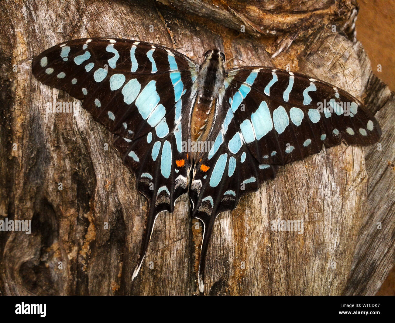 Alarge and spectacular vividly coloured butterfly that frequents foest edges and often seen landing on muddy patches. red eye-spots on the hindwing ar Stock Photo