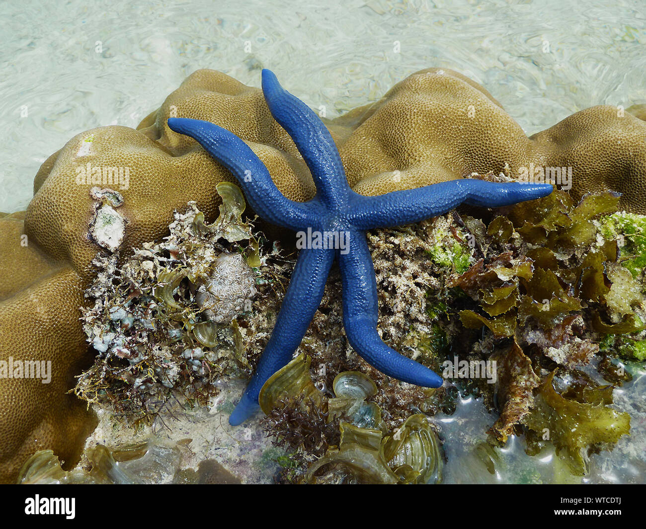 The Blue Linckia Starfish is a common inhabitant of coral reef and ...