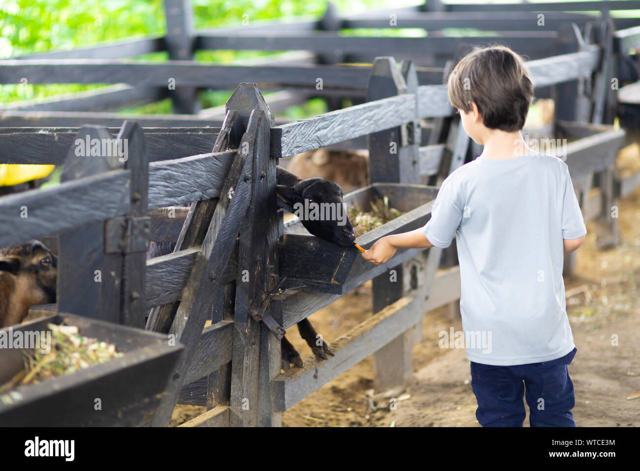 Happy Boy Playing with Sheep in the Farm Stock Photo - Alamy