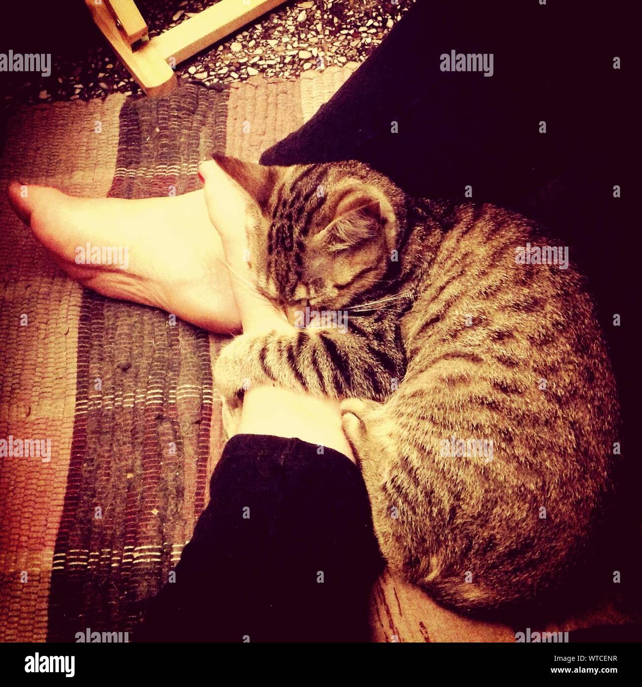 Feet of cat hires stock photography and images Alamy