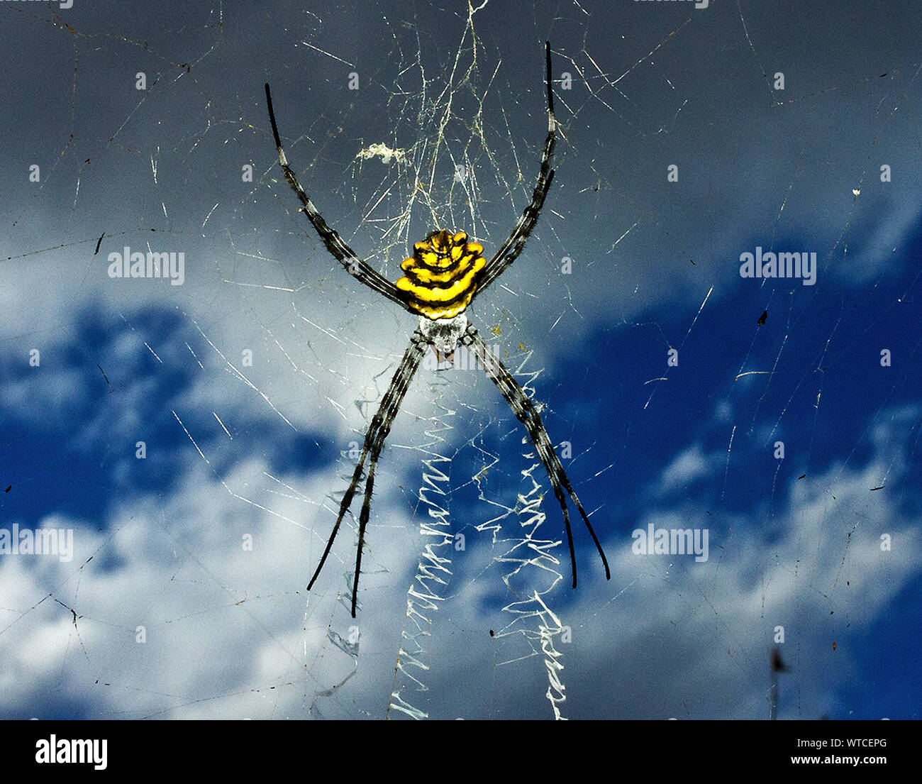 The female Common Banded Argiope is one of the largest of the Orb-web Spiders, and typically sits in the centre of her web head-down. Stock Photo