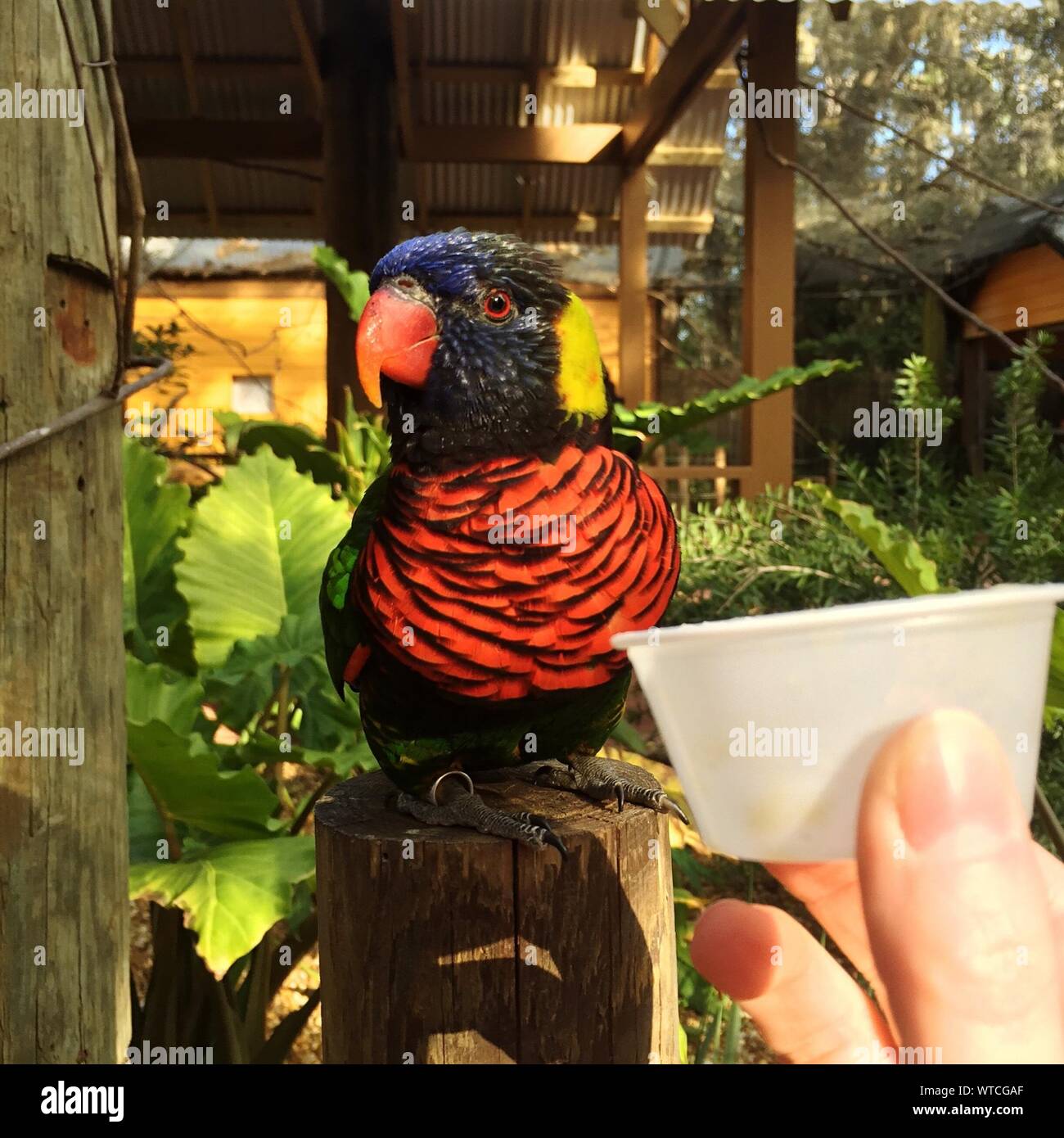 Plastic parrot hires stock photography and images Alamy