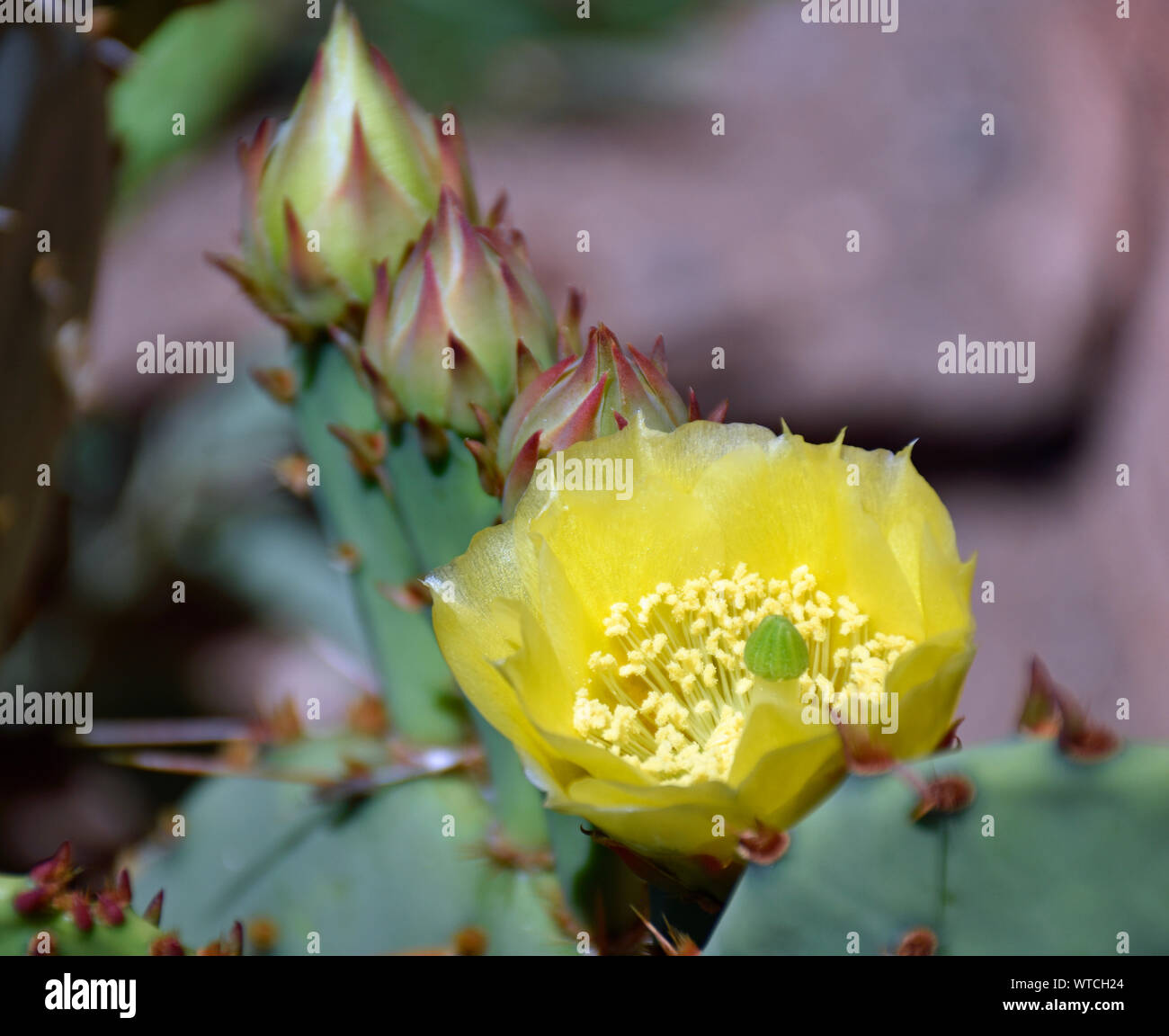 Engelmann's Prickly Pear Cactus Blossoms Photographed in early summer at the Botanical Gardens in New Mexico Stock Photo