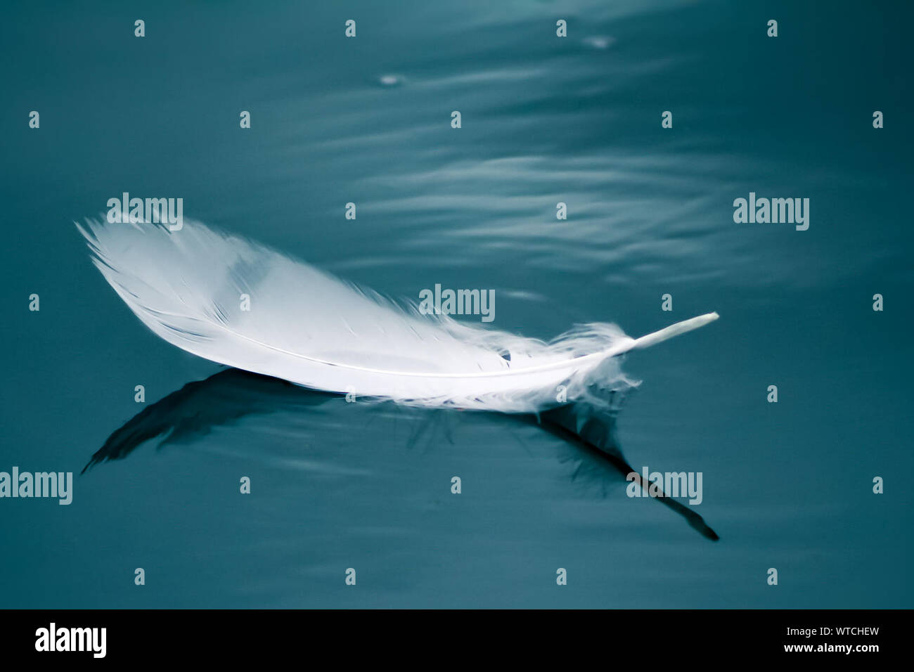 Feather Floating On Water High Resolution Stock Photography and Images Alamy