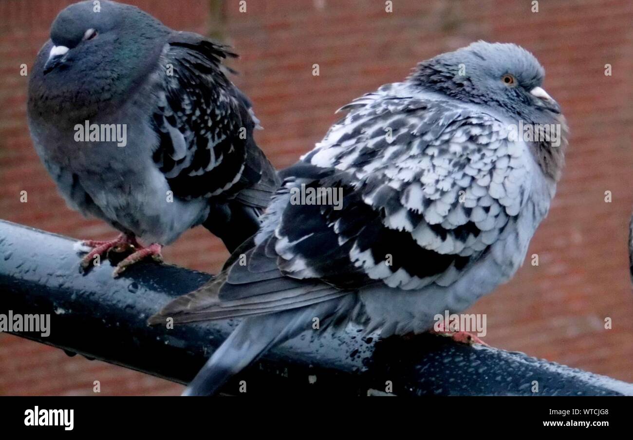 Two Pigeons Siting On Railings Stock Photo