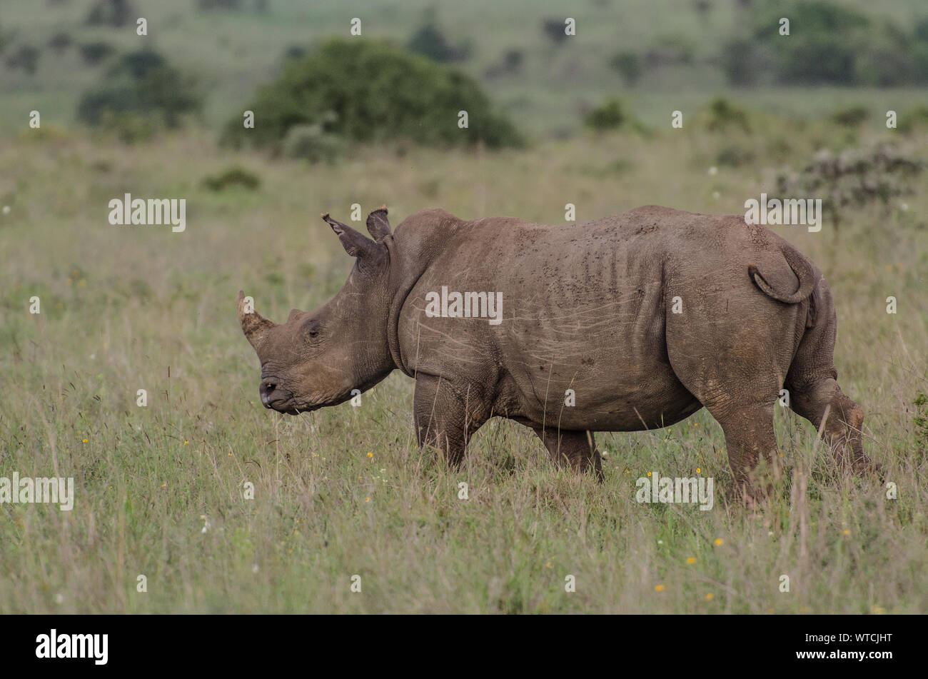 Black Rhino, Dicero bicornis, Rhinocerotidae, Nairobi National Park, Kenya, Africa Stock Photo